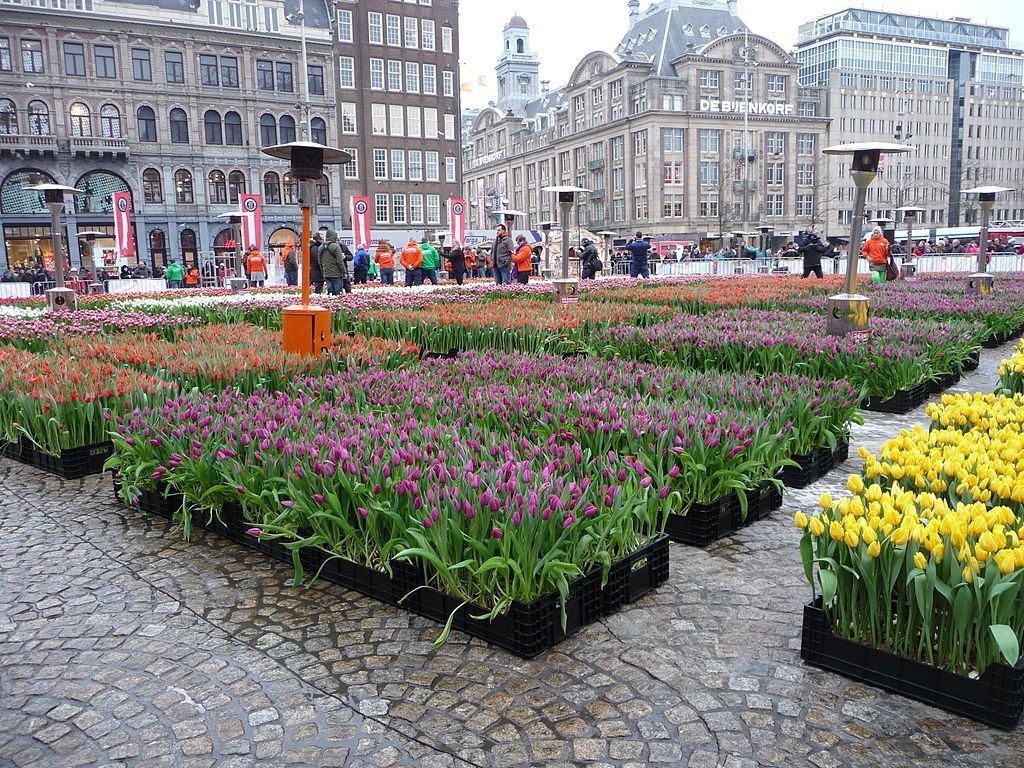 День тюльпанов на центральной площади Амстердама